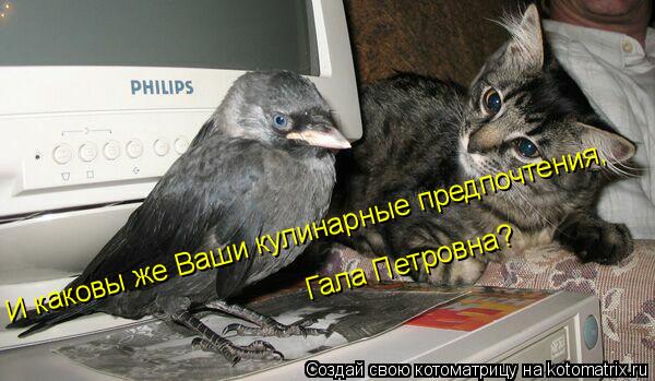 Котоматрица: И каковы же Ваши кулинарные предпочтения, Гала Петровна?