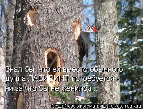 Котоматрица: Знал бы, что ей вместо обычного  дупла ЛАБИРИНТ потребуется -  ни за что бы не женился...