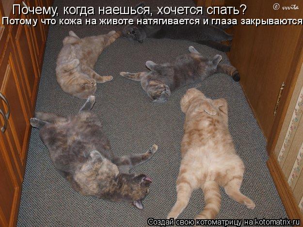 Котоматрица: Почему, когда наешься, хочется спать?  Потому что кожа на животе натягивается и глаза закрываются...