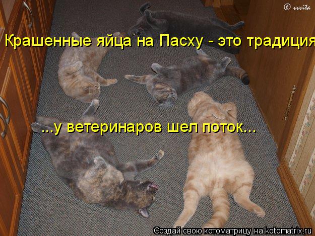 Котоматрица: Крашенные яйца на Пасху - это традиция ...у ветеринаров шел поток...