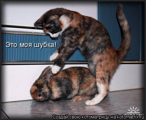 Котоматрица: Это моя шубка!