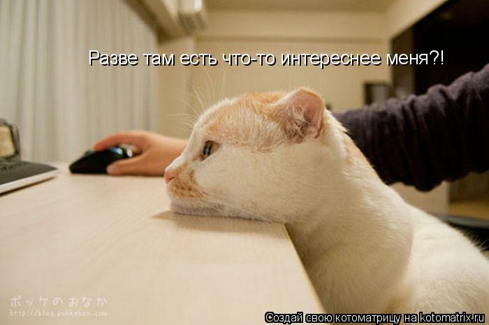 Котоматрица: Разве там есть что-то интереснее меня?!