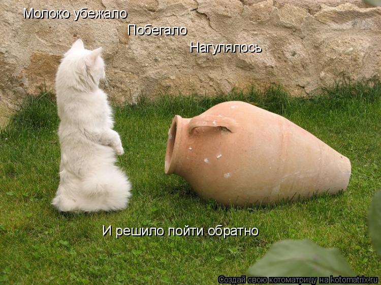 Котоматрица: Молоко убежало Побегало Нагулялось И решило пойти обратно