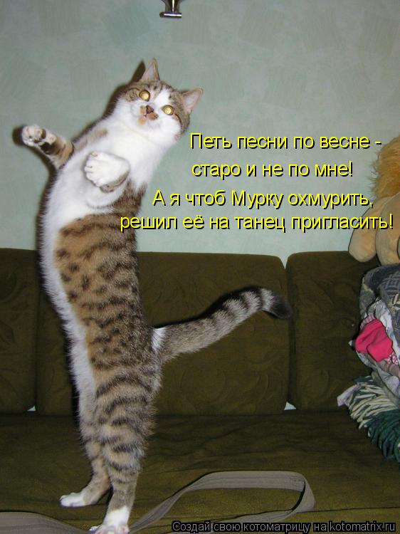 Котоматрица: решил её на танец пригласить! А я чтоб Мурку охмурить, Петь песни по весне - старо и не по мне!