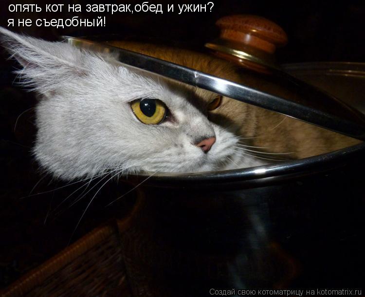 Котоматрица: опять кот на завтрак,обед и ужин? я не съедобный!