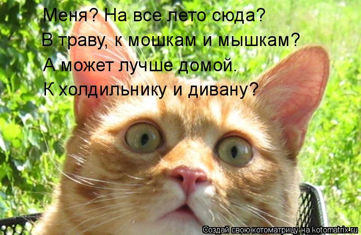 Котоматрица: Меня? На все лето сюда?  В траву, к мошкам и мышкам?  А может лучше домой.   К холдильнику и дивану?