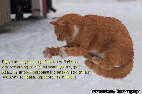 Котоматрица: Ладушки, ладушки, огреб пинка от бабушки А за что его огреб? Голой задницей в сугроб Ааа... Ты шторки разорвал и сметанку всю слизал. А бабуля 