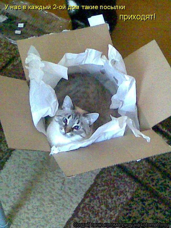 Котоматрица: У нас в каждый 2-ой дом такие посылки  приходят!
