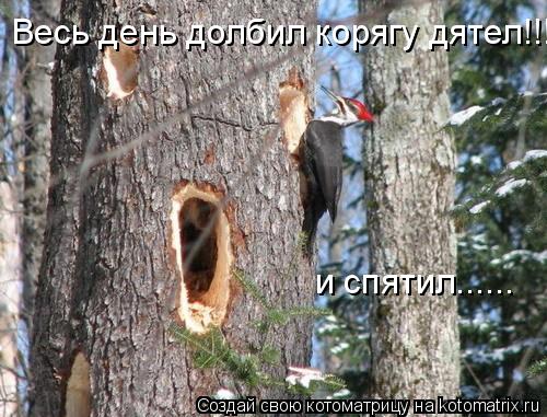 Котоматрица: Весь день долбил корягу дятел!!!! и спятил...... и спятил......
