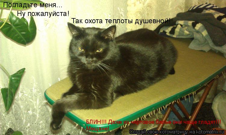 Котоматрица: Погладьте меня...  Ну пожалуйста!  Так охота теплоты душевной! БЛИН!!! Даже их чертовое белье они чаще гладят!!! Мещане!