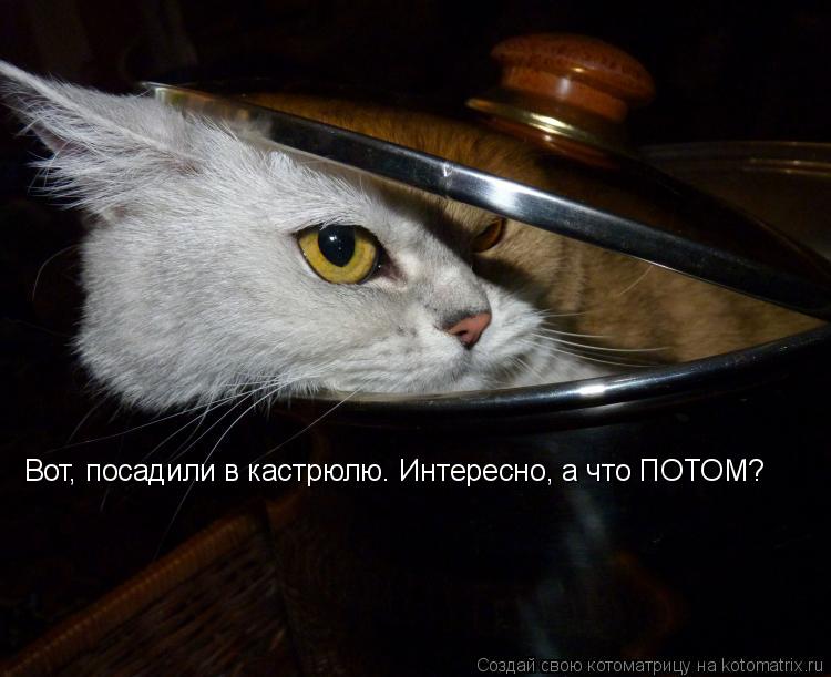 Котоматрица: Вот, посадили в кастрюлю. Интересно, а что ПОТОМ?