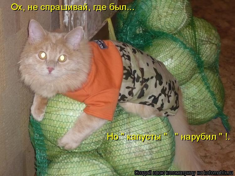 Котоматрица: Ох, не спрашивай, где был... Но " капусты "   " нарубил " !.
