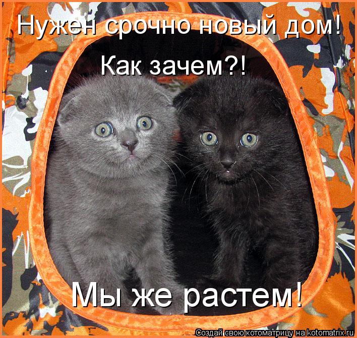 Котоматрица: Нужен срочно новый дом! Как зачем?! Мы же растем!