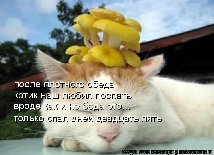Котоматрица: после плотного обеда котик наш любил поспать только спал дней двадцать пять вроде как и не беда это...