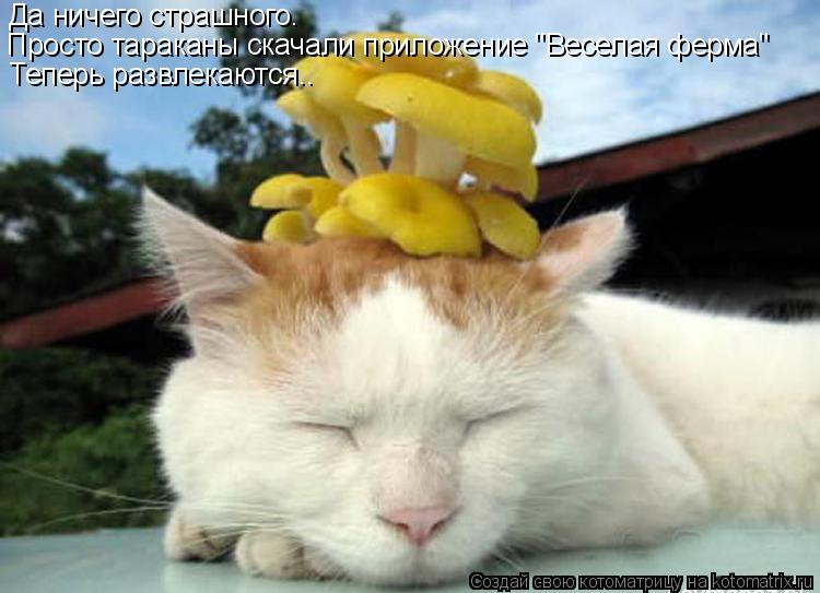 Котоматрица: Да ничего страшного.  Просто тараканы скачали приложение "Веселая ферма" Теперь развлекаются..