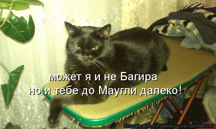 Котоматрица: может я и не Багира но и тебе до Маугли далеко!