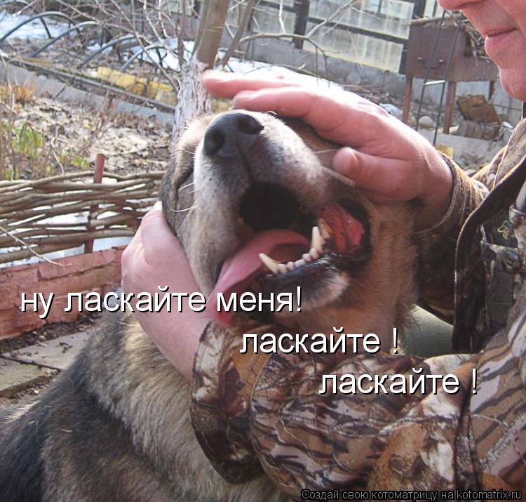 ну ласкайте меня! ласкайте ! ласкайте !... Котоматрица: ну ласкайте меня! ласкайте ! ласкайте !