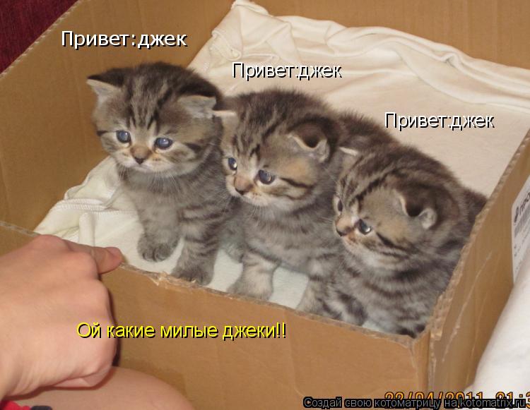 Привет:джек Привет:джек Привет:джек Ой какие милые джеки!!... Котоматрица: Привет:джек Привет:джек Привет:джек Ой какие милые джеки!!