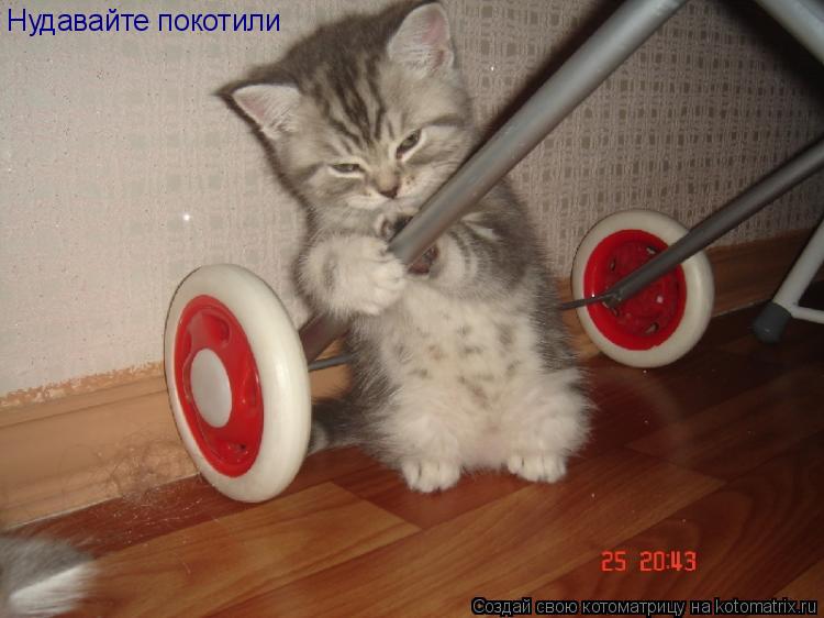 Котоматрица: Нудавайте покотили