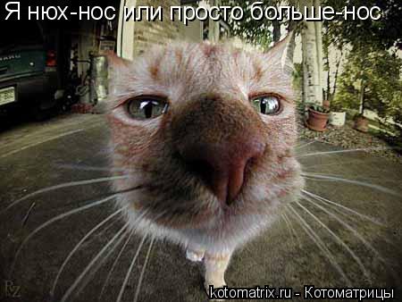 Котоматрица: Я нюх-нос или просто больше-нос