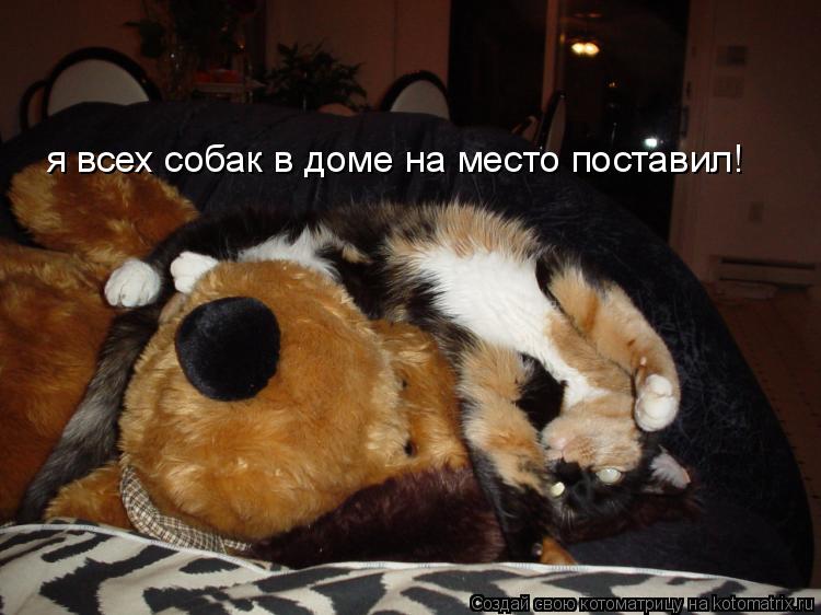 Котоматрица: я всех собак в доме на место поставил!