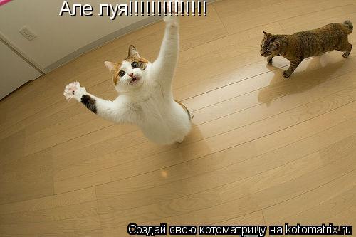 Але луя!!!!!!!!!!!!!!... Котоматрица: Але луя!!!!!!!!!!!!!!