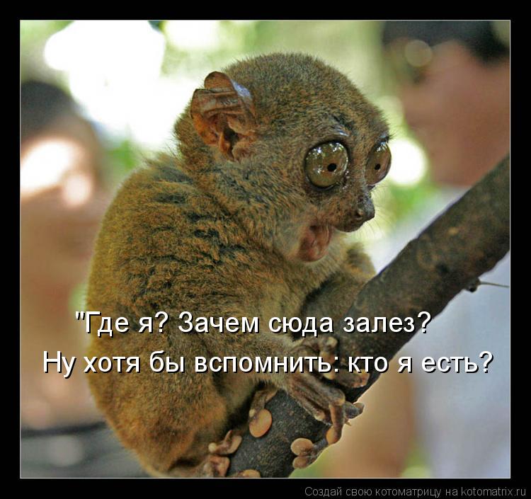"Где я? Зачем сюда залез? Ну хотя бы вспомнить: кто я есть?... Котоматрица: "Где я? Зачем сюда залез? Ну хотя бы вспомнить: кто я есть?