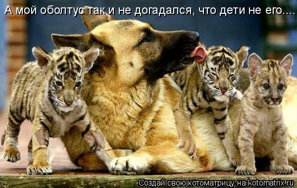 А мой оболтус так и не догадался, что дети не его....... Котоматрица: А мой оболтус так и не догадался, что дети не его....