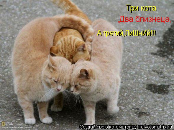 ,Два близнеца, Три кота А третий,ЛиШнИй!!!... Котоматрица: ,Два близнеца, Три кота А третий,ЛиШнИй!!!