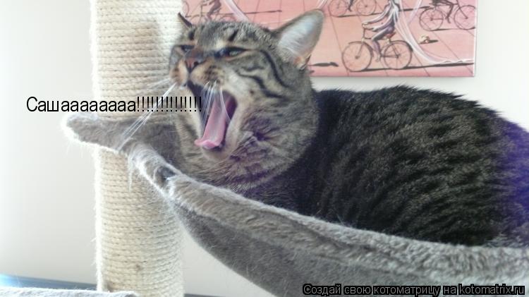 Сашаааааааа!!!!!!!!!!!!!!... Котоматрица: Сашаааааааа!!!!!!!!!!!!!!