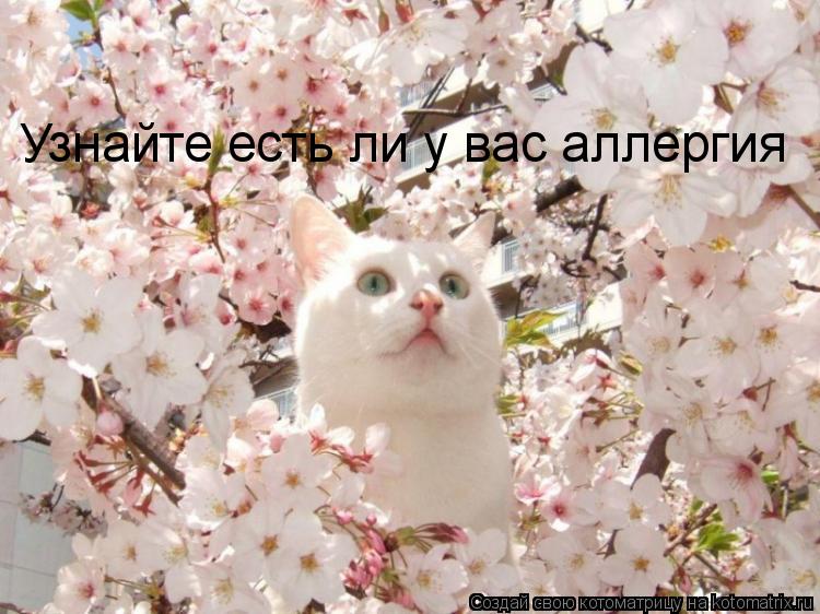 Узнайте есть ли у вас аллергия... Котоматрица: Узнайте есть ли у вас аллергия
