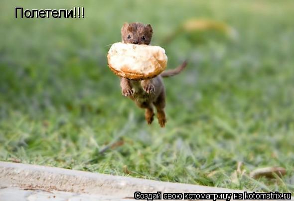 Полетели!!! Полетели!!!... Котоматрица: Полетели!!! Полетели!!!