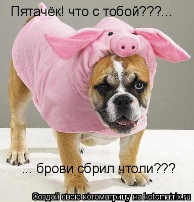 Пятачёк! что с тобой???... ... брови сбрил чтоли???... Котоматрица: Пятачёк! что с тобой???... ... брови сбрил чтоли???