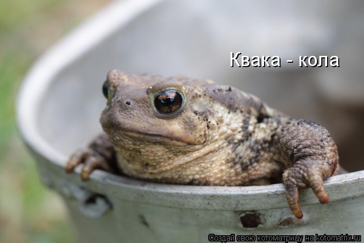 Квака - кола... Котоматрица: Квака - кола