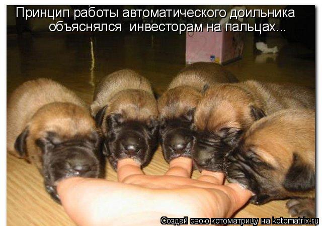 Принцип работы автоматического доильника объяснялся инвесторам на пальцах...... Котоматрица: Принцип работы автоматического доильника объяснялся инвесторам на пальцах...