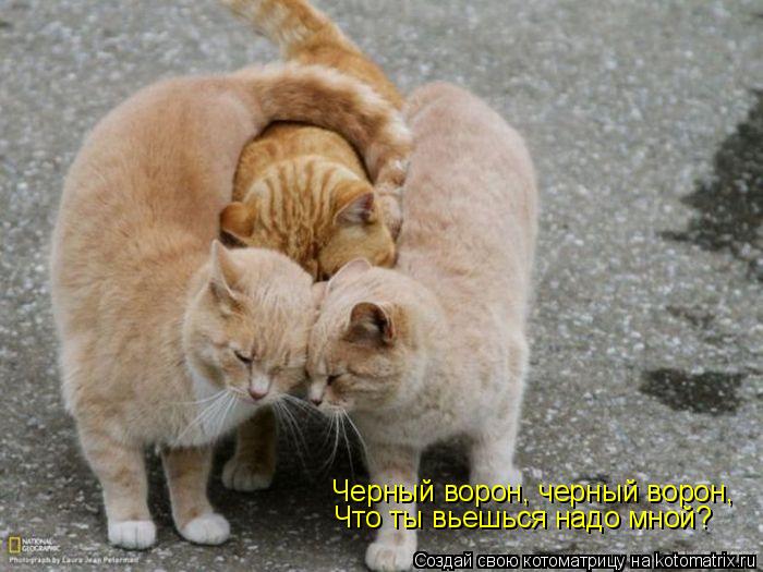 Черный ворон, черный ворон, Что ты вьешься надо мной?... Котоматрица: Черный ворон, черный ворон, Что ты вьешься надо мной?