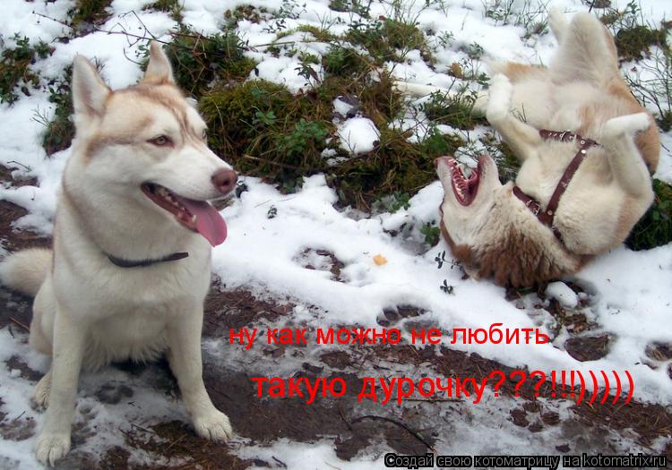 Котоматрица: ну как можно не любить такую дурочку???!!!)))))