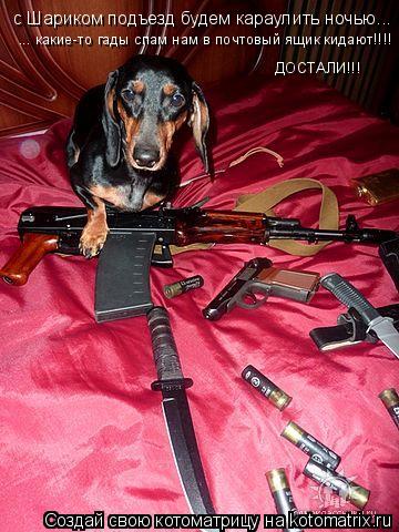 Котоматрица: с Шариком подъезд будем караулить ночью... ... какие-то гады спам нам в почтовый ящик кидают!!!!  ДОСТАЛИ!!!