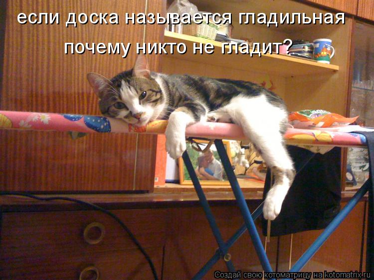 Котоматрица: если доска называется гладильная почему никто не гладит?