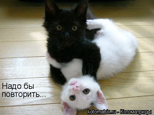Котоматрица: Надо бы  повторить...
