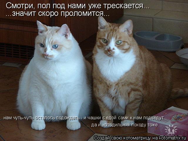 Котоматрица: Смотри, пол под нами уже трескается... ...значит скоро проломится... нам чуть-чуть осталось подождать - и чашки с едой сами к нам подъедут... ... да