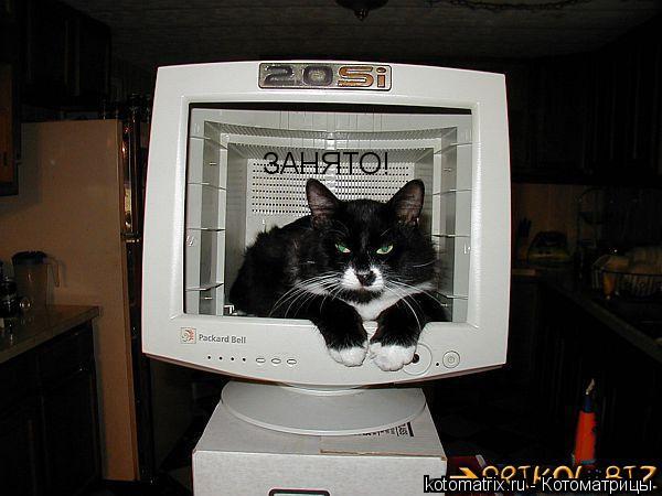 Котоматрица: ЗАНЯТО!