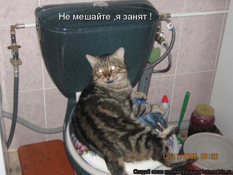 Котоматрица: Не мешайте ,я занят !