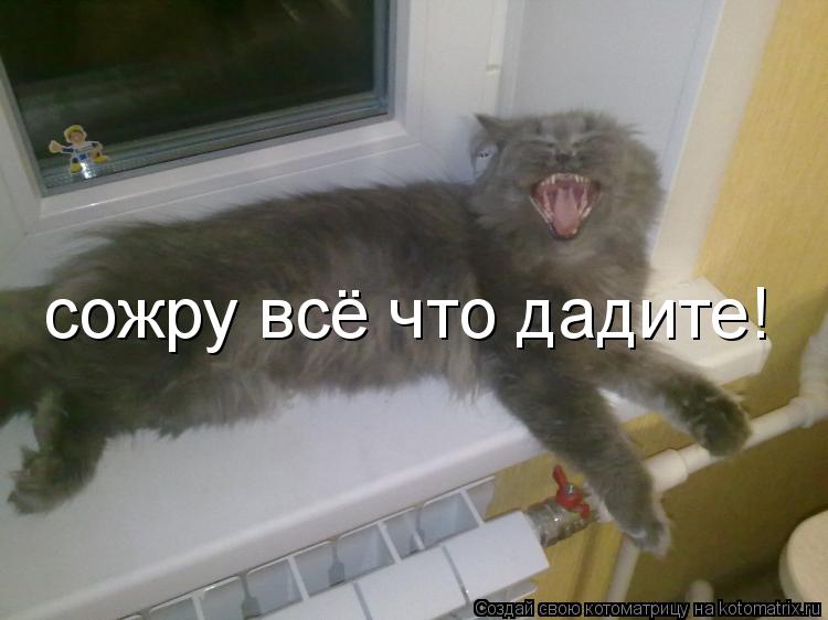 Котоматрица: сожру всё что дадите!