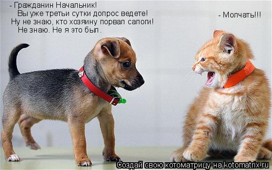 Котоматрица: - Гражданин Начальник! Ну не знаю, кто хозяину порвал сапоги! Не знаю. Не я это был. Вы уже третьи сутки допрос ведете! - Молчать!!!