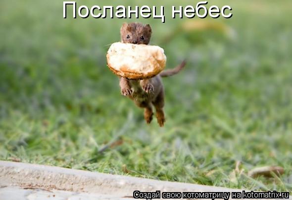 Котоматрица: Посланец небес