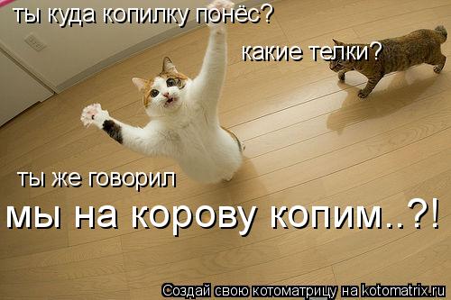 Котоматрица: ты куда копилку понёс? какие телки? ты же говорил мы на корову копим..?!