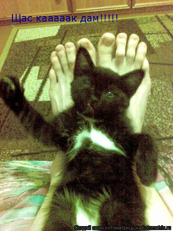 Котоматрица: Щас кааааак дам!!!!!