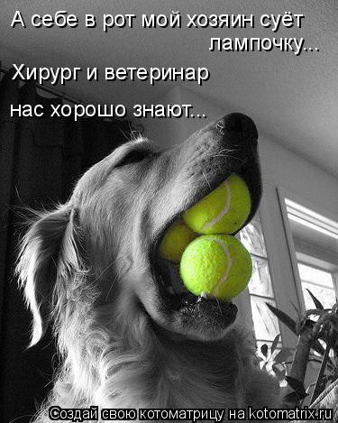 Котоматрица: А себе в рот мой хозяин суёт лампочку... Хирург и ветеринар нас хорошо знают...