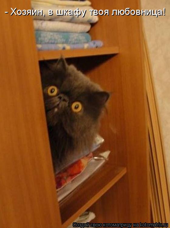 Котоматрица: - Хозяин, в шкафу твоя любовница!